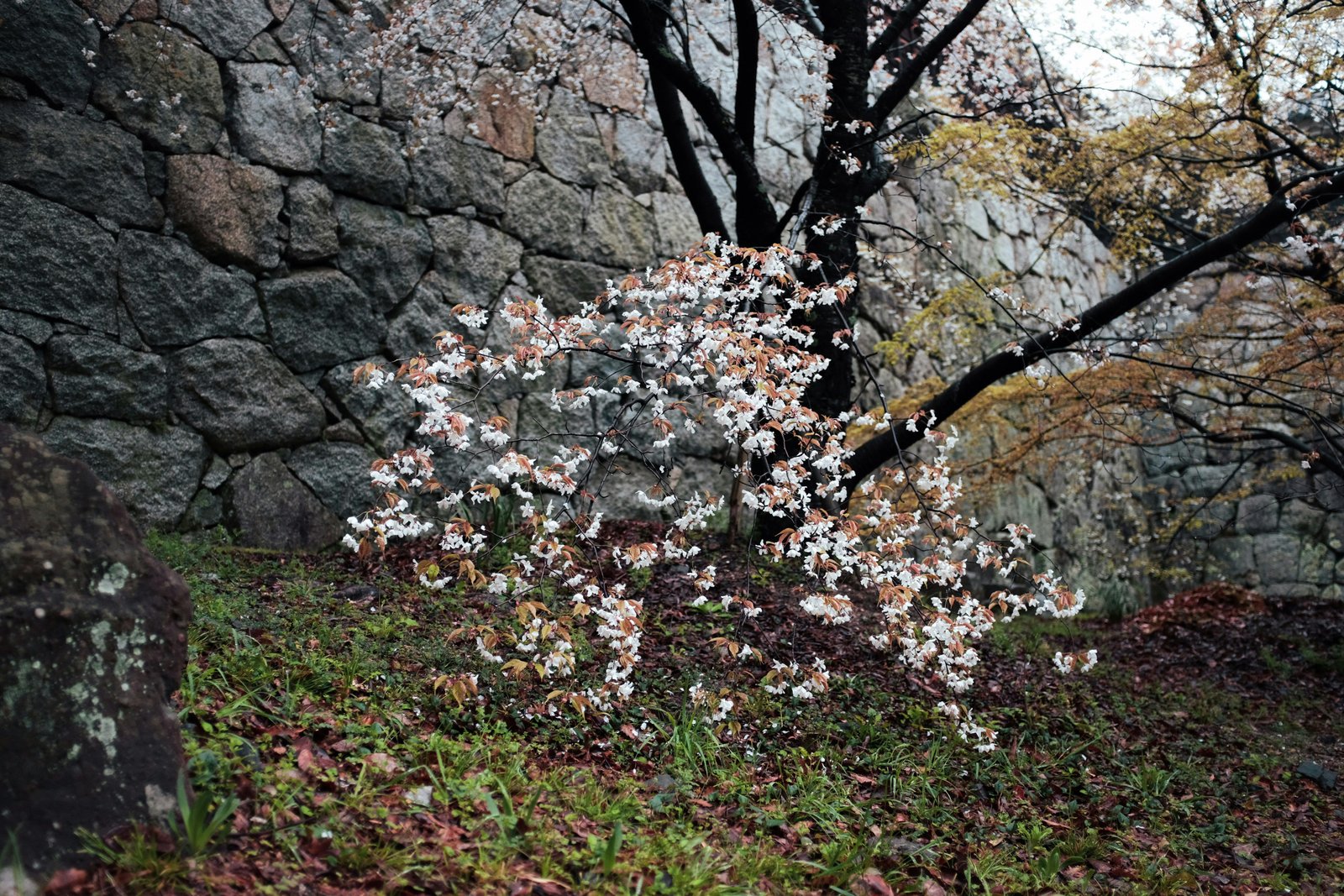 Cherry blossoms in full bloom against the stone walls of Matsuyama Castle