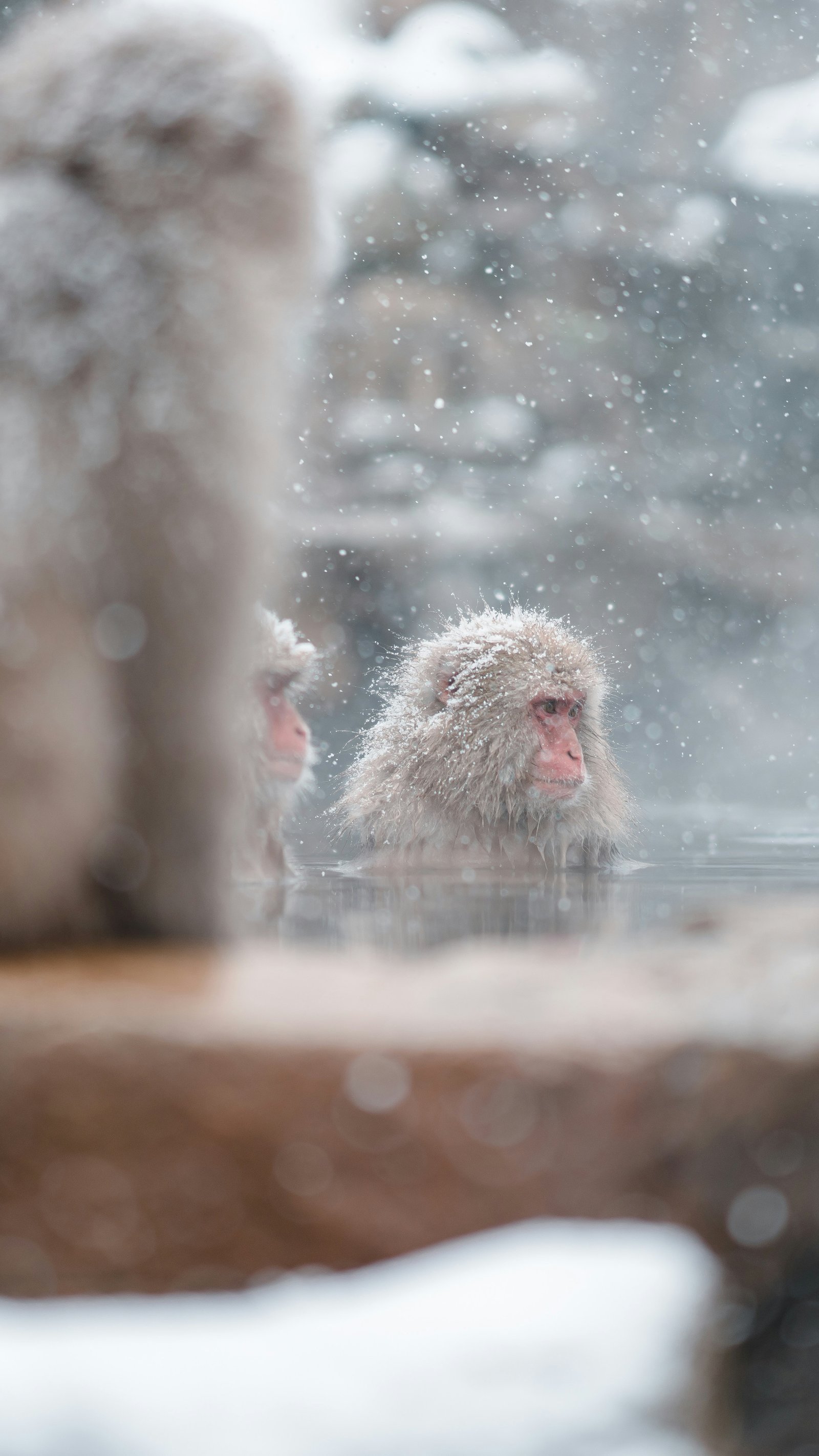 Japanese macaques bathing in the hot spring pools at Jigokudani, Nagano