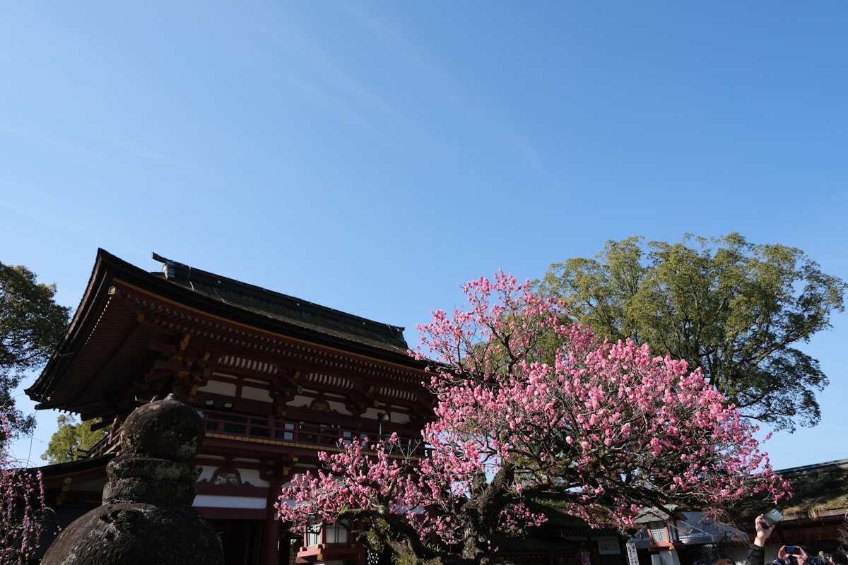 Cherry blossom in early spring — Japan in March