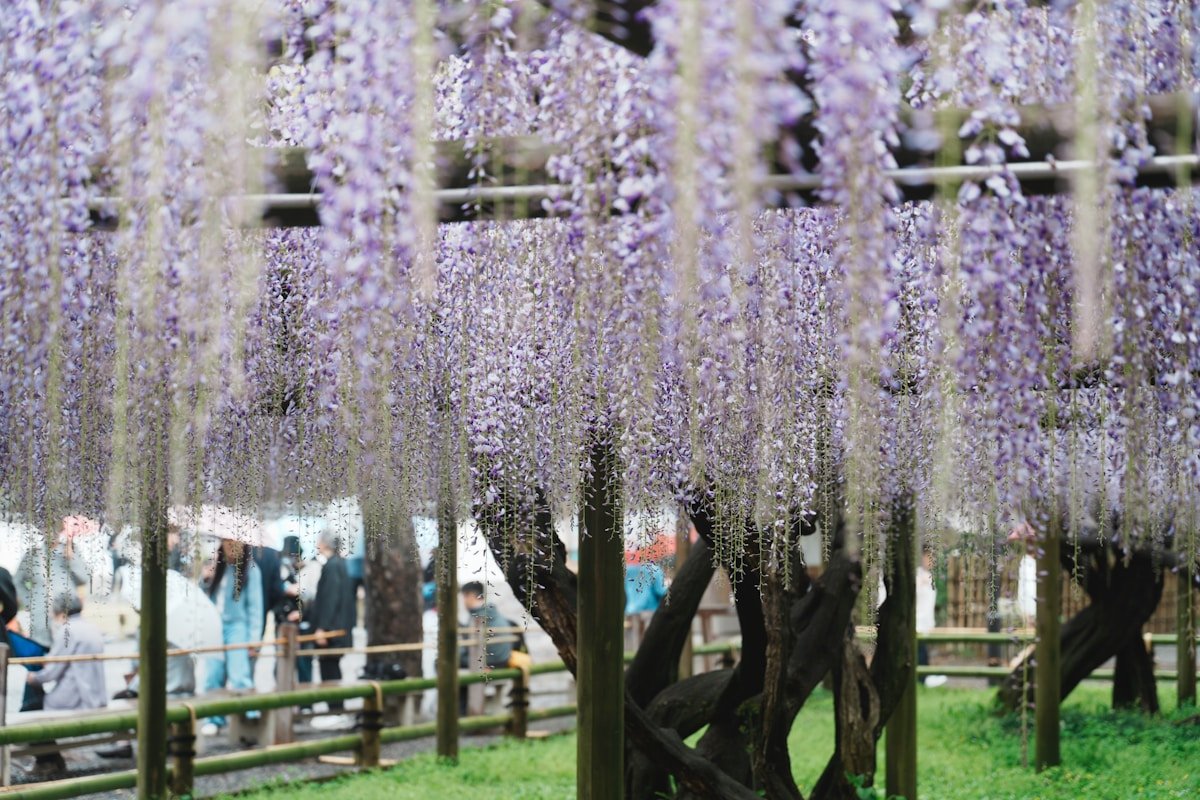 Japanese garden in spring green — Japan in May