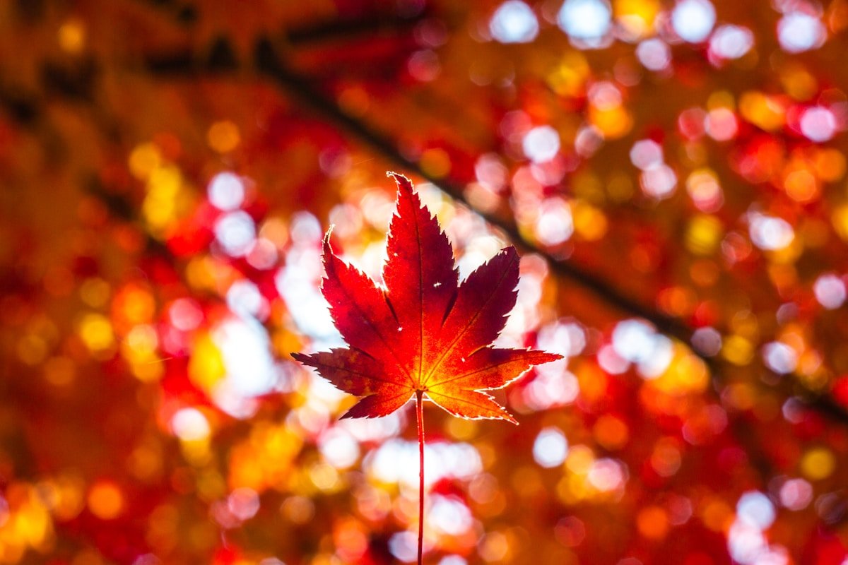 Autumn forest foliage — Japan in October