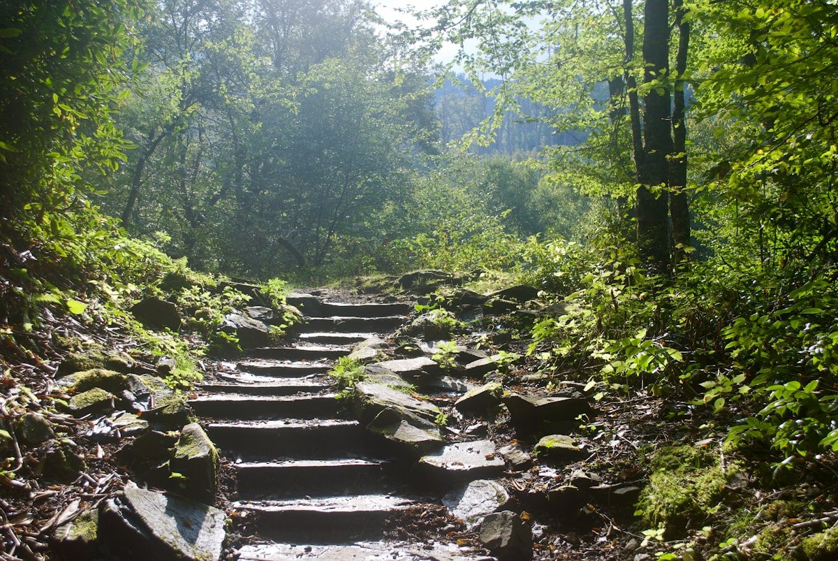 Forest scene in Japan — Japan in September
